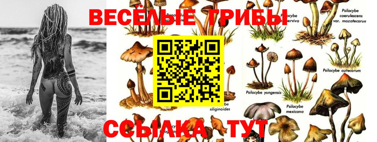 Галлюциногенные грибы GOLDEN TEACHER  продажа наркотиков  Вход с VPN  Муром  Псилоцибиновые грибы GOLDEN TEACHER 